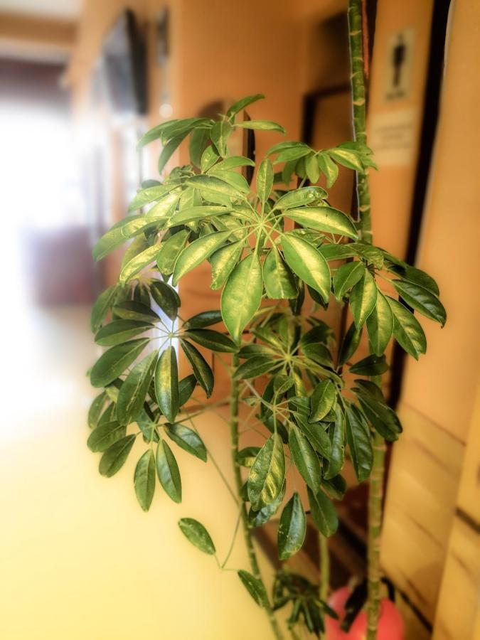 קופקבאנה Hostal Luz Yhobimar מראה חיצוני תמונה